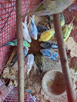 বাজরিগার পাখি