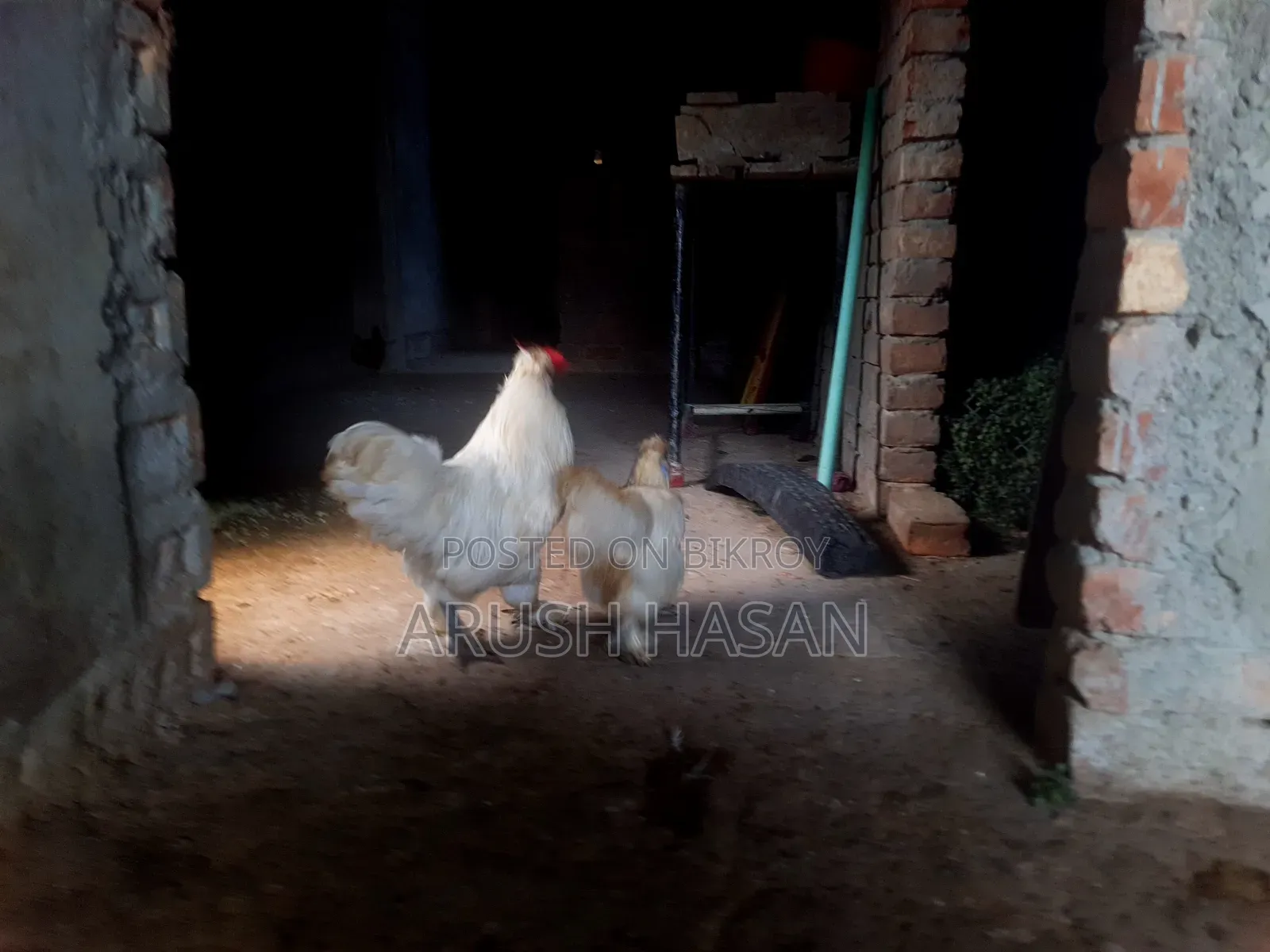 Silky Hen for Sale