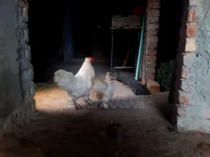 Silky Hen for Sale