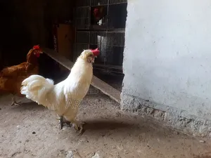 Silky Hen for Sale