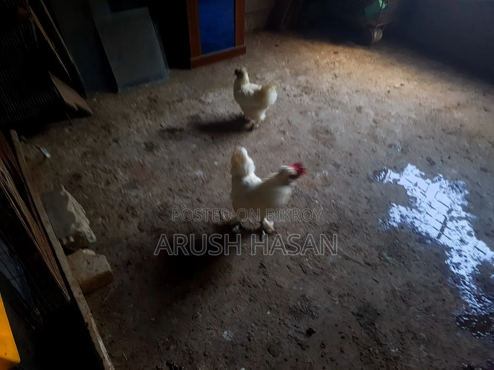Silky Hen for Sale
