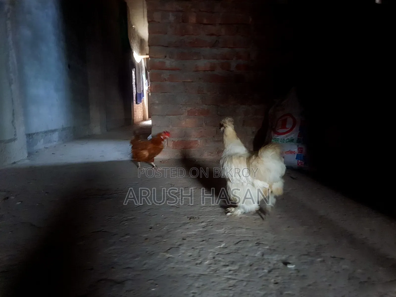 Silky Hen for Sale