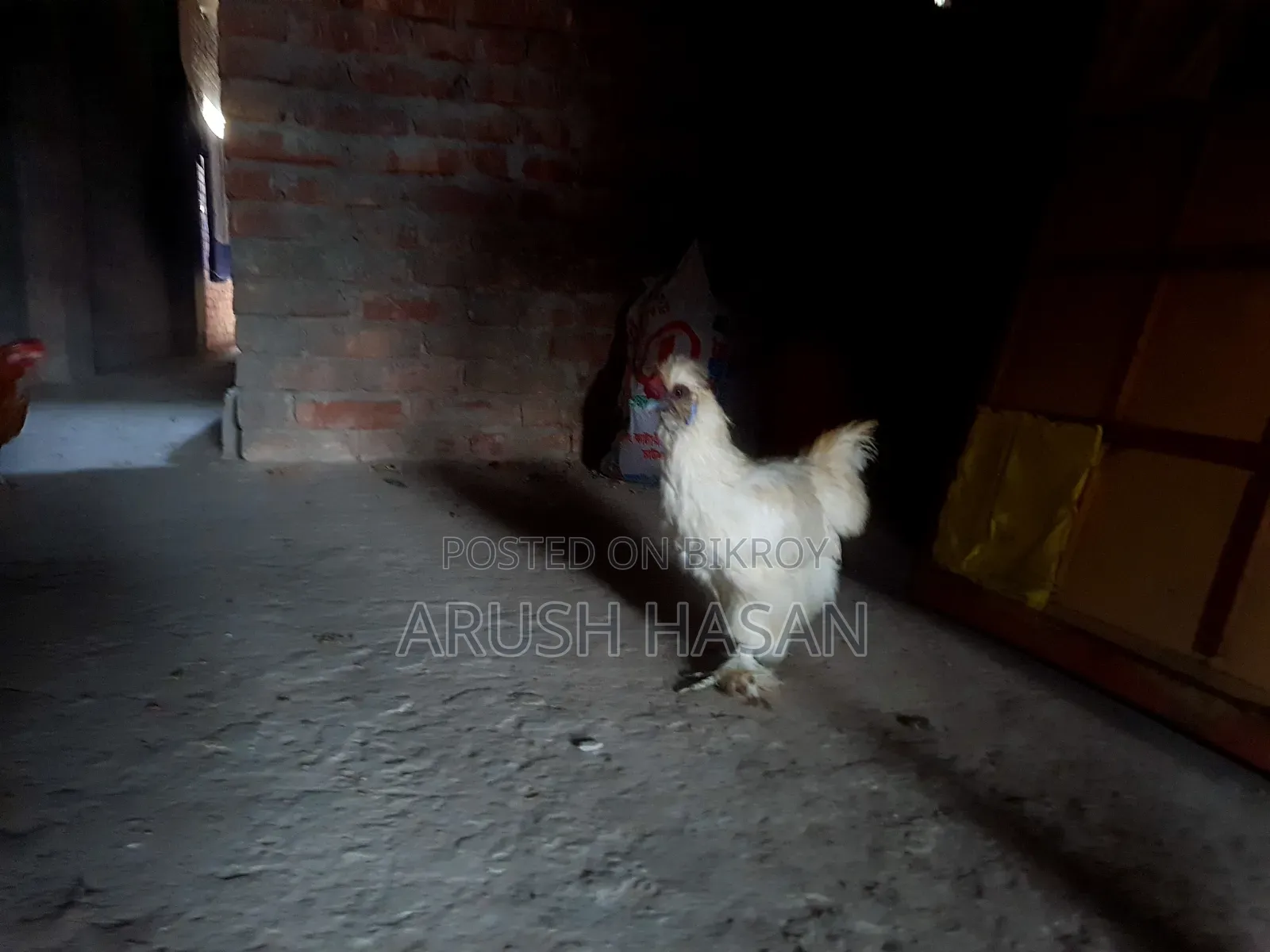 Silky Hen for Sale