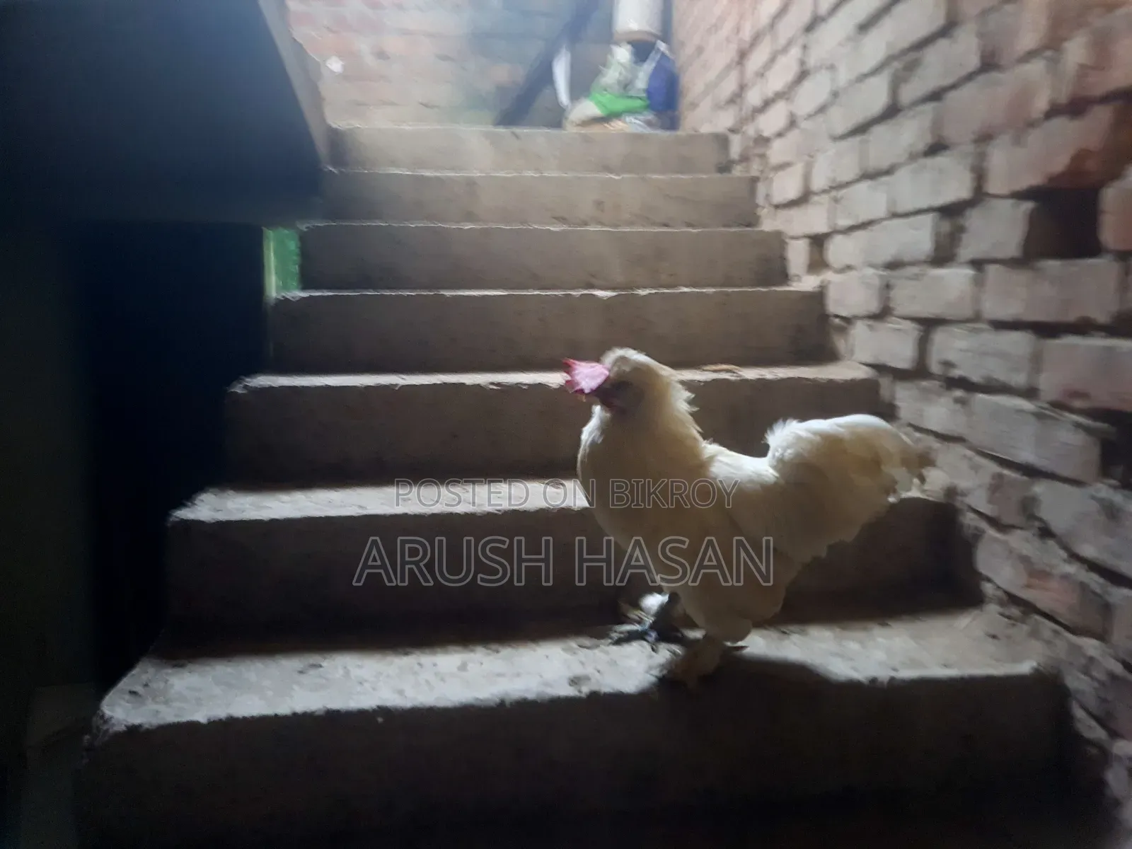 Silky Hen for Sale