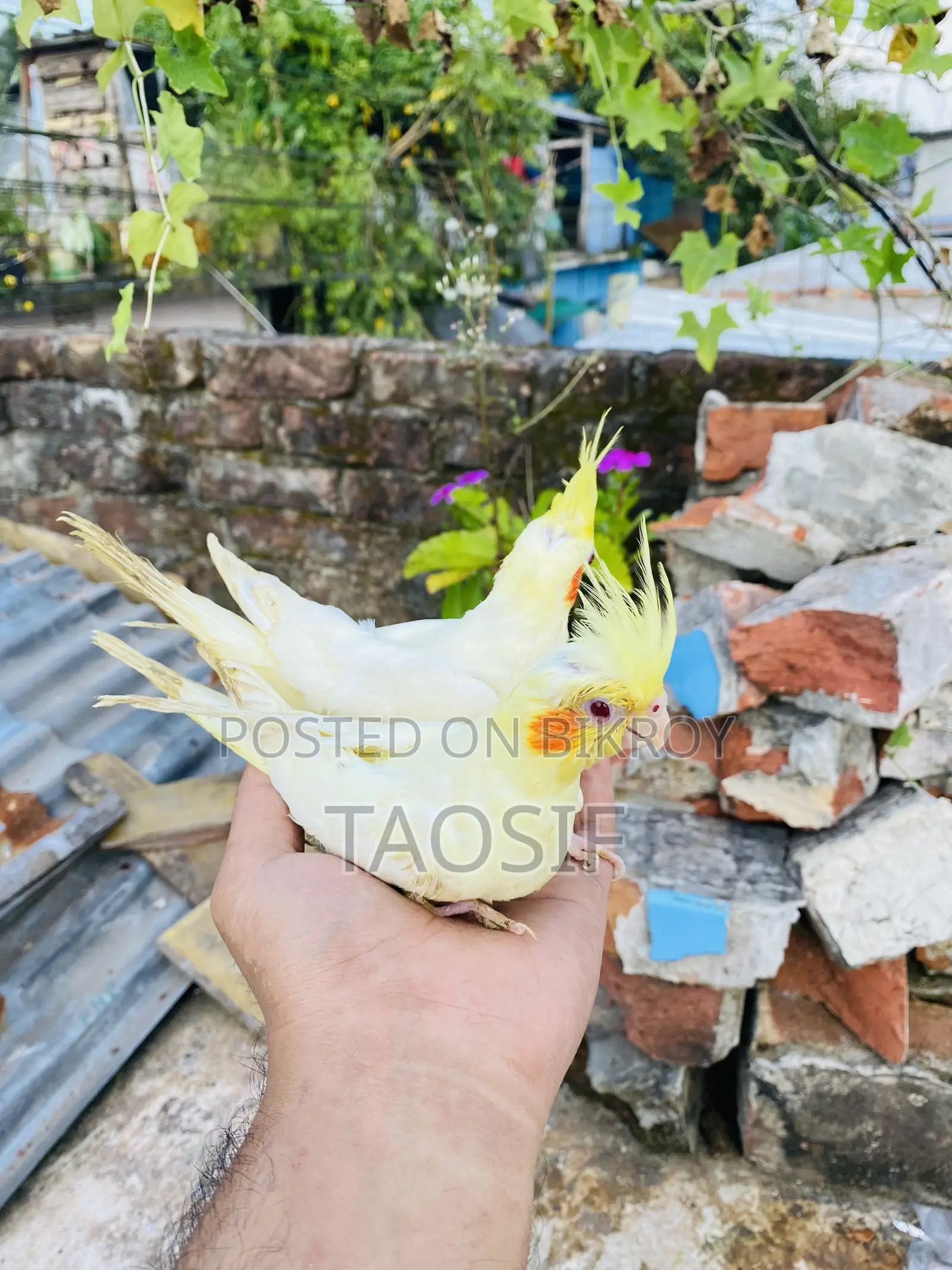 Lutino Cockatiel Bird