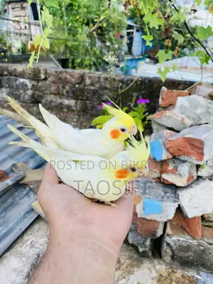 লুটিনো ককাটেল পাখি