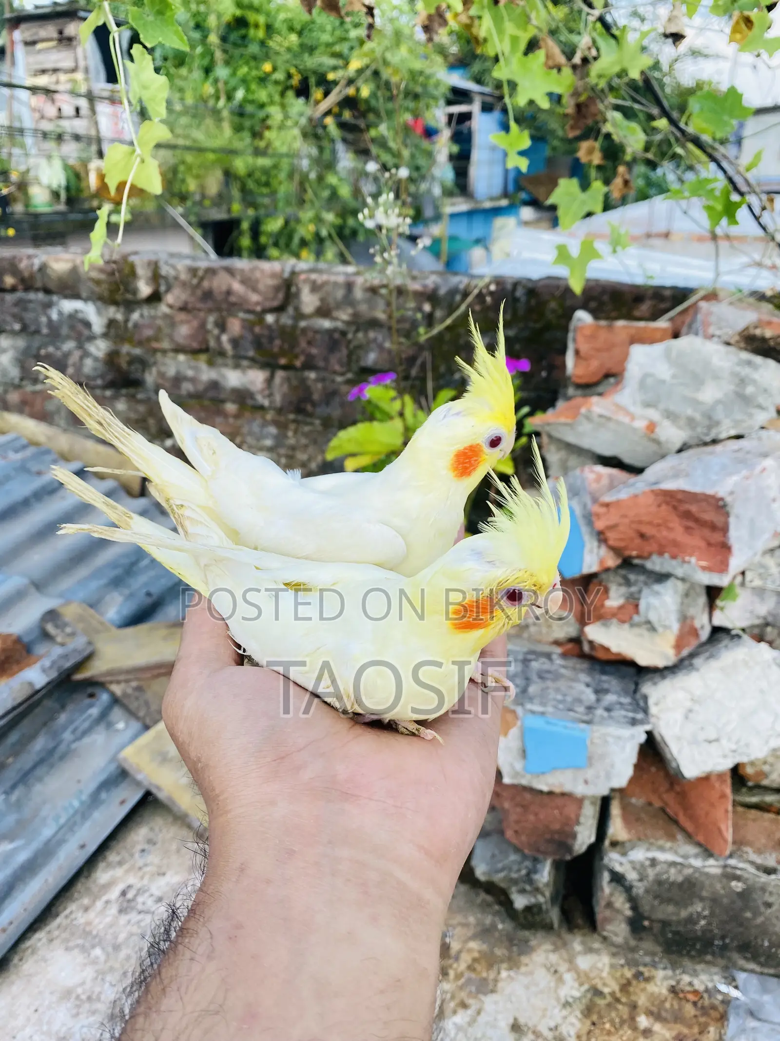 Lutino Cockatiel Bird