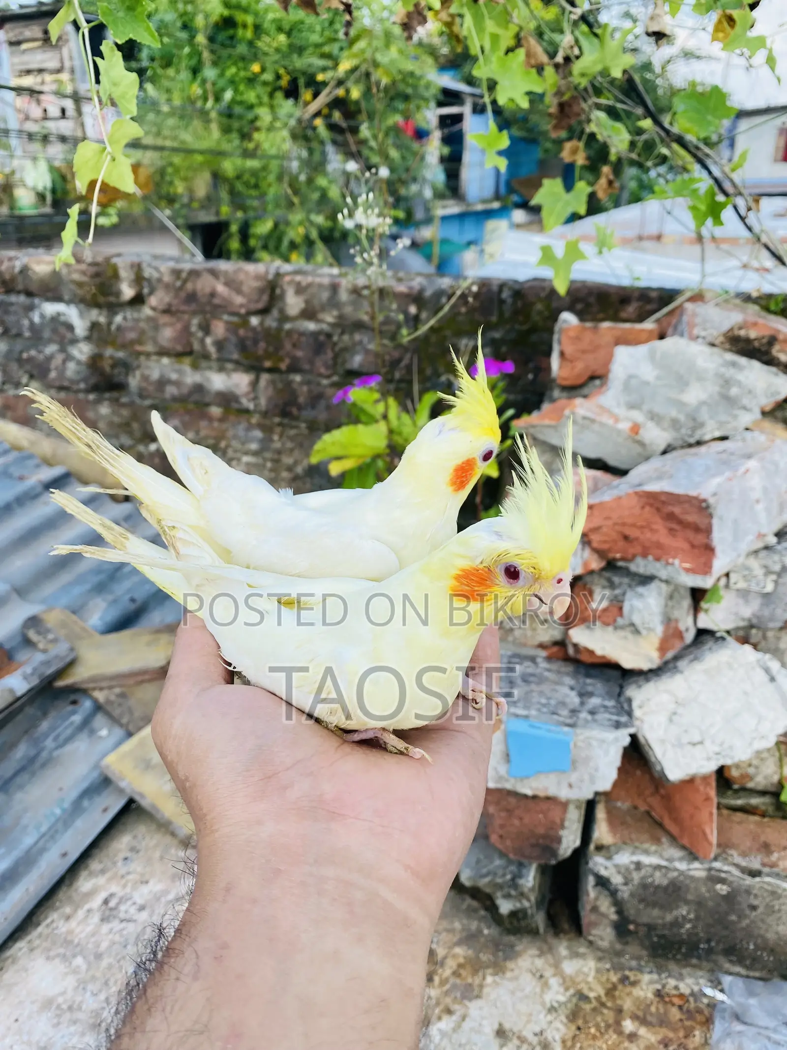 Lutino Cockatiel Bird