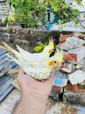 Lutino Cockatiel Bird