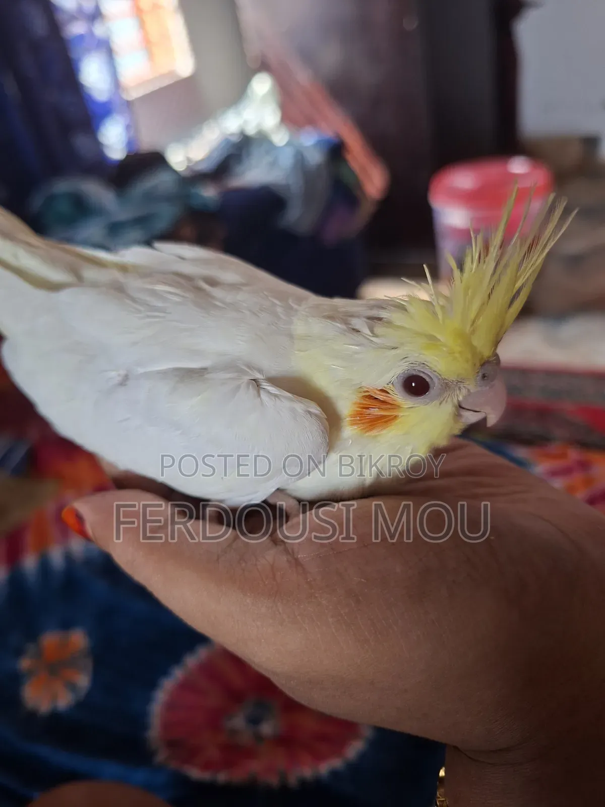 হেন্ড ফিড বেবি লুটিনো।