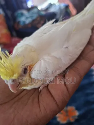 হেন্ড ফিড বেবি লুটিনো।