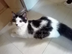 ৩-৬ মাসের ফিমেল মিক্সড ব্রিড পার্সিয়ান