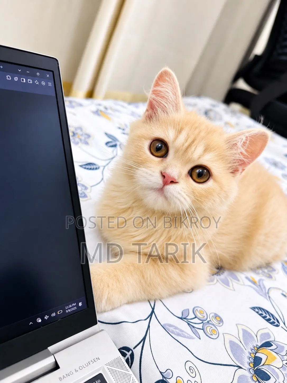 1-3 months Male Purebred Persian Cat
