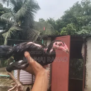 ১ জোড়া আসিল ফাইটার