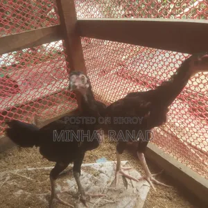 ১ জোড়া আসিল ফাইটার