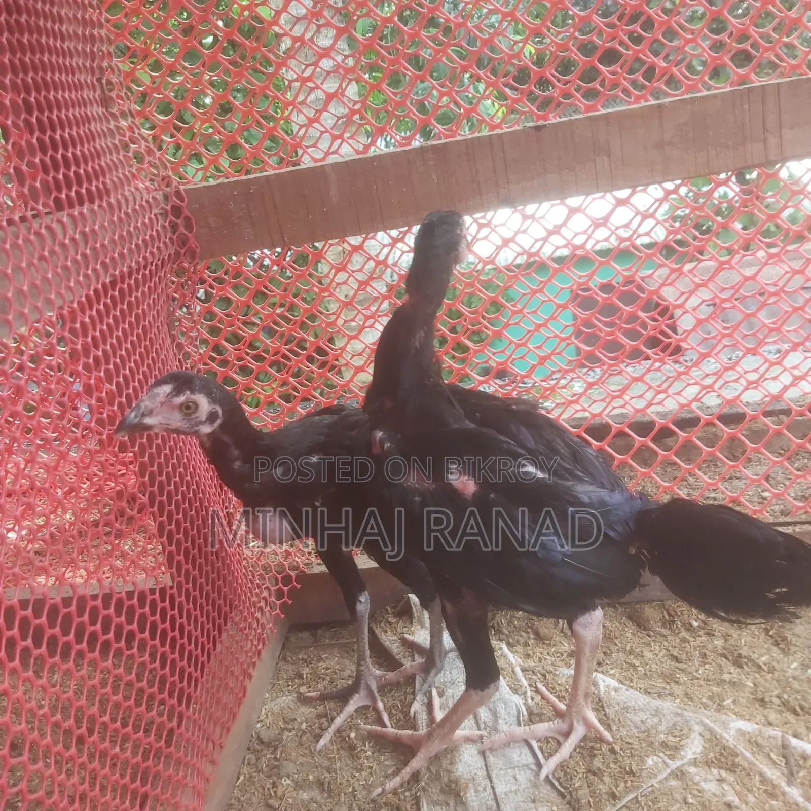 ১ জোড়া আসিল ফাইটার