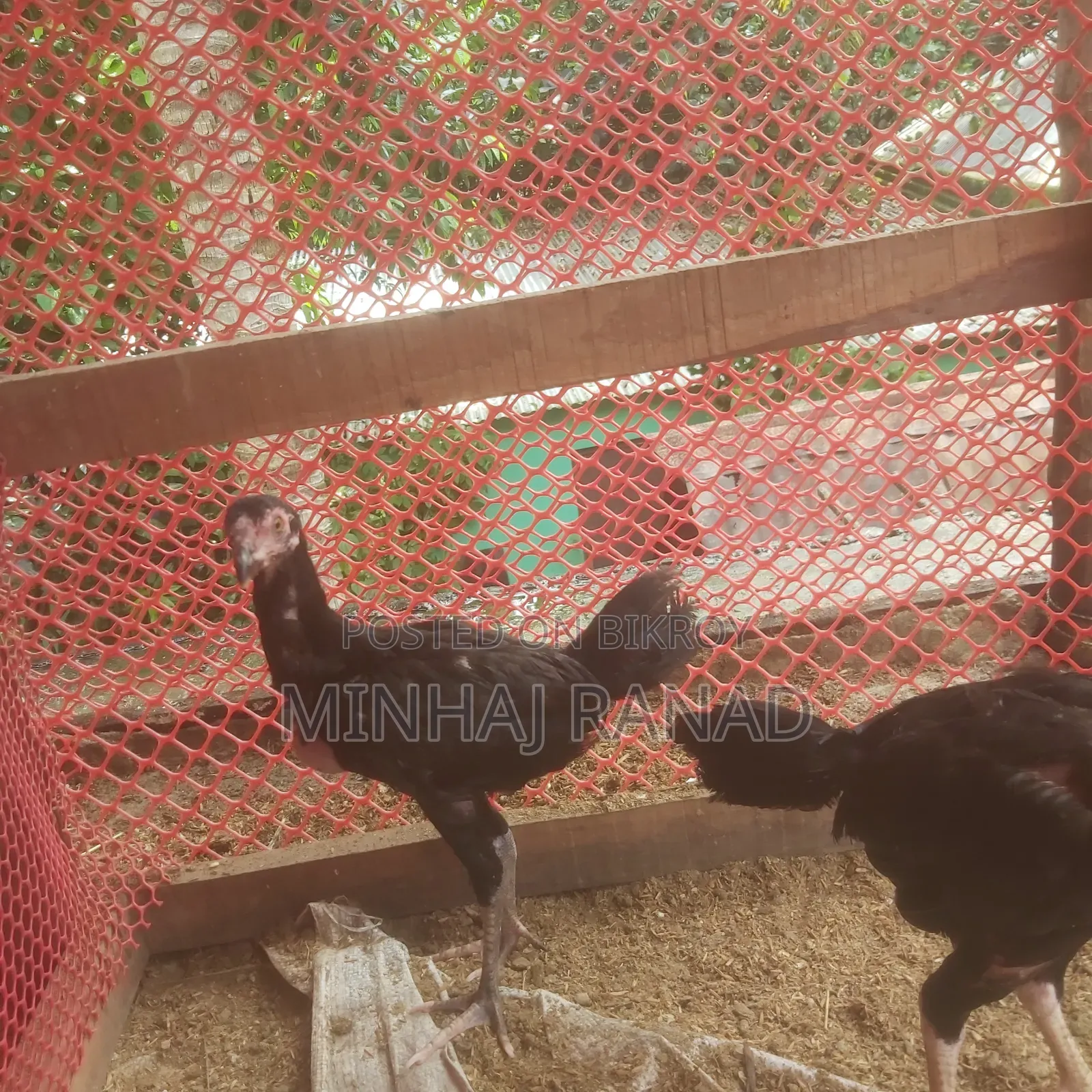 ১ জোড়া আসিল ফাইটার
