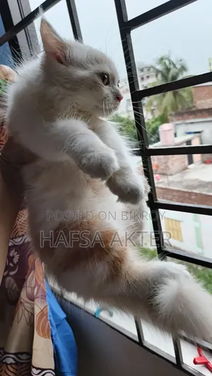 ৩-৬ মাসের মহিলা খাঁটি পার্সিয়ান
