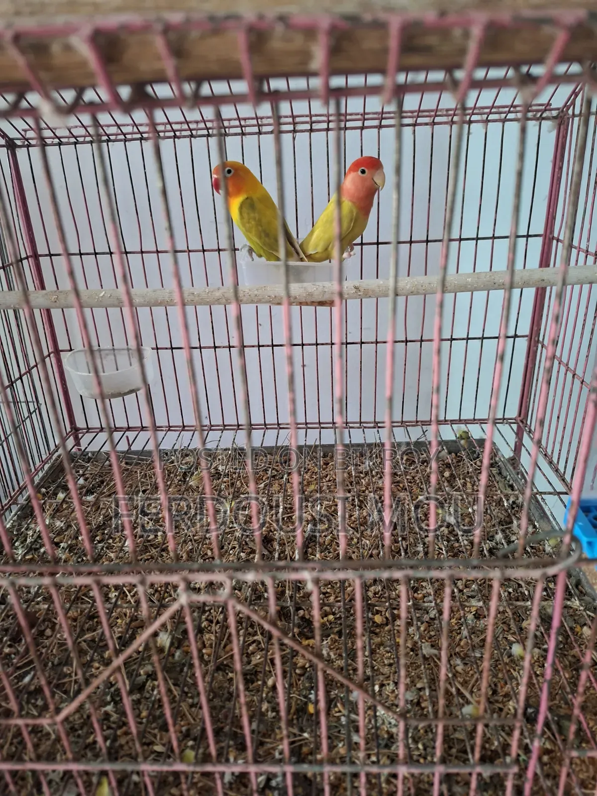 লাভবার্ডস জোড়া