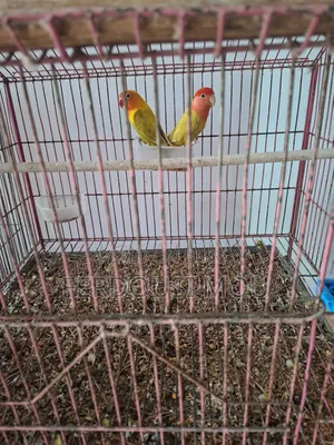 লাভবার্ডস জোড়া