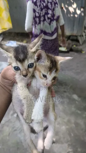 1-3 Months Female Purebred Bengal