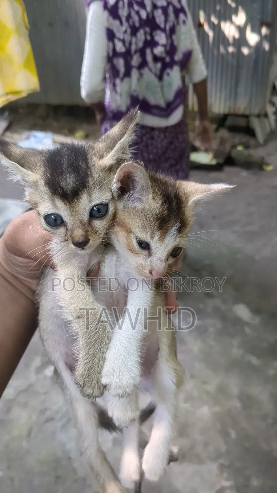 1-3 Months Female Purebred Bengal