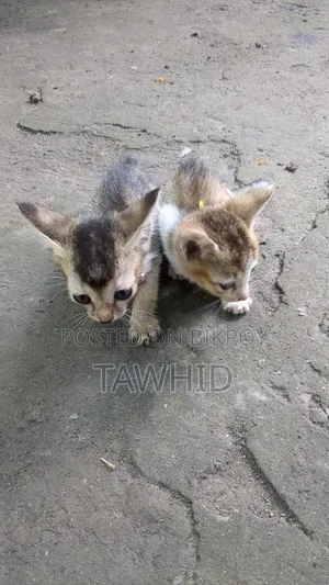 1-3 Months Female Purebred Bengal