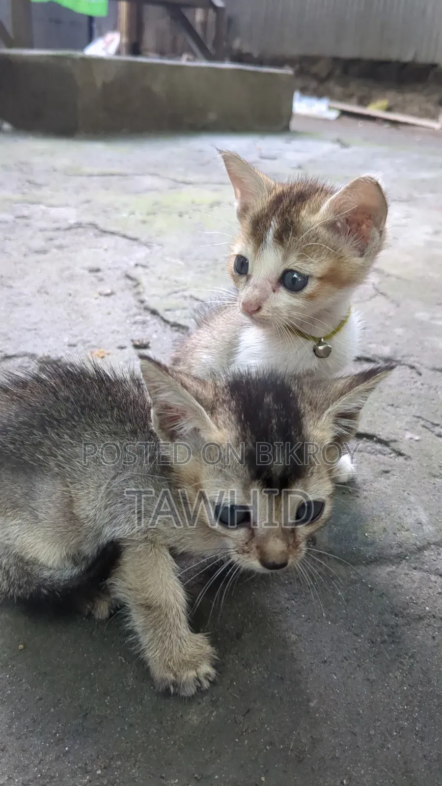 1-3 Months Female Purebred Bengal