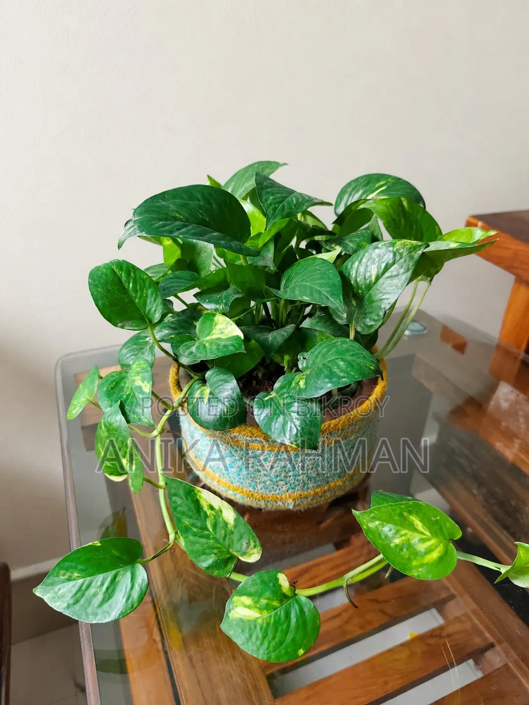 মানি প্ল্যান্ট