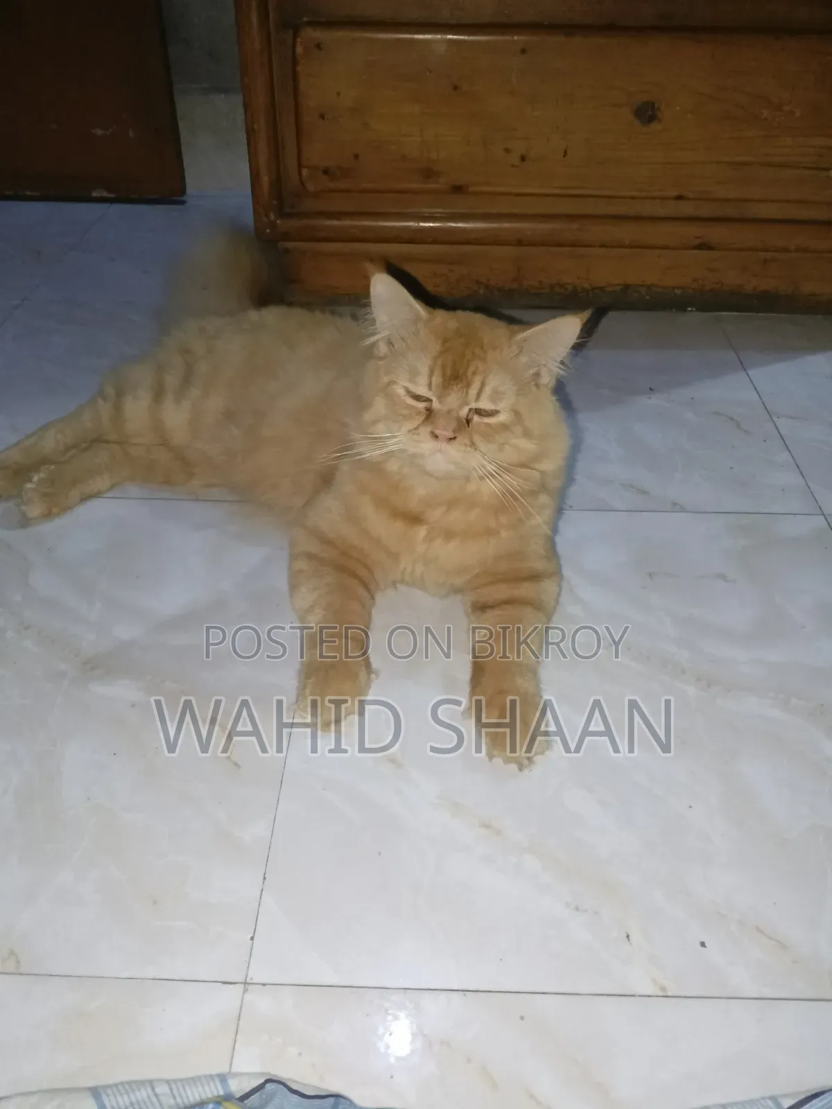 ১+ বছর পুরুষ বিশুদ্ধ জাত পারসিয়ান