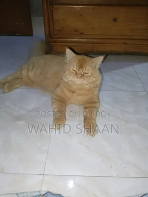 ১+ বছর পুরুষ বিশুদ্ধ জাত পারসিয়ান