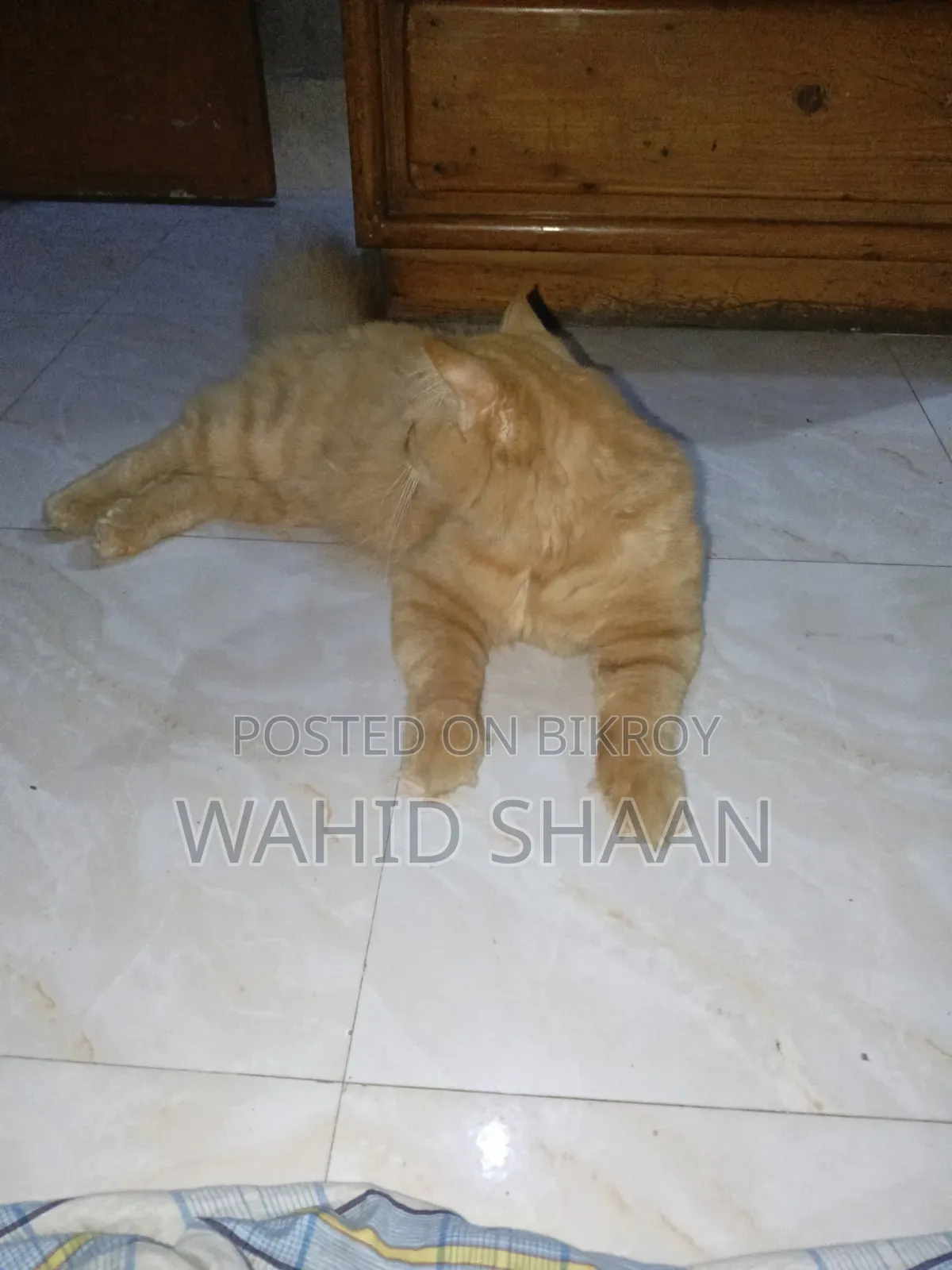 ১+ বছর পুরুষ বিশুদ্ধ জাত পারসিয়ান