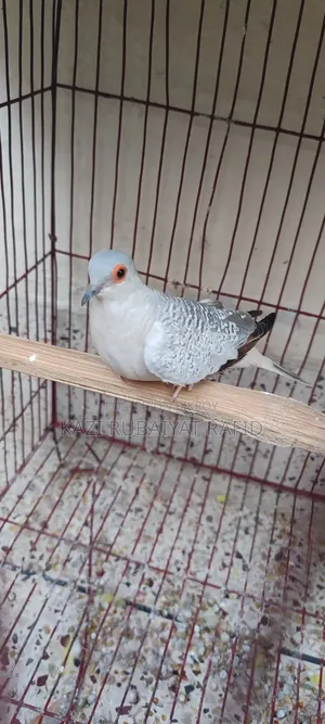 Diamond Dove - female, one piece