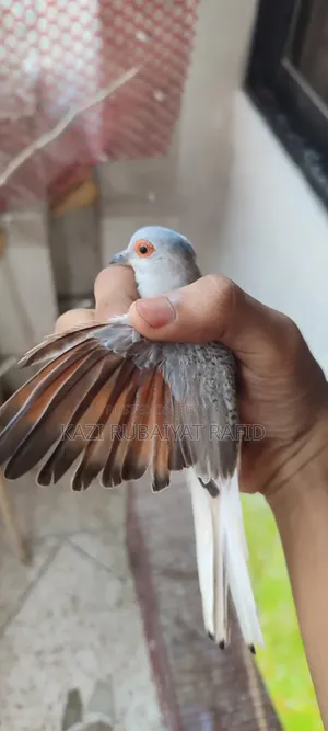 Diamond Dove - female, one piece