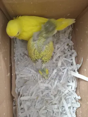 Handfeed Baby