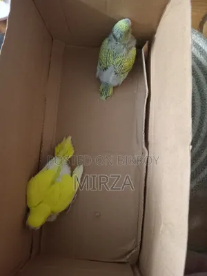 Handfeed Baby