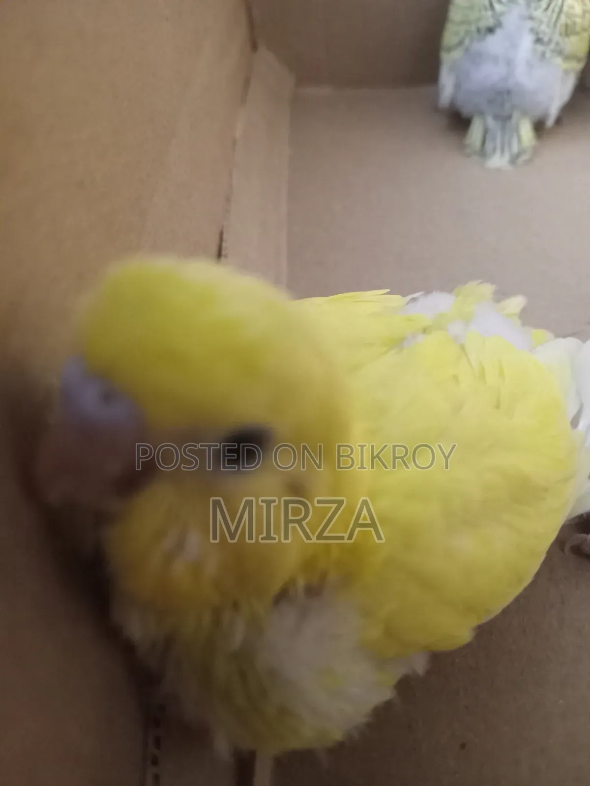 Handfeed Baby