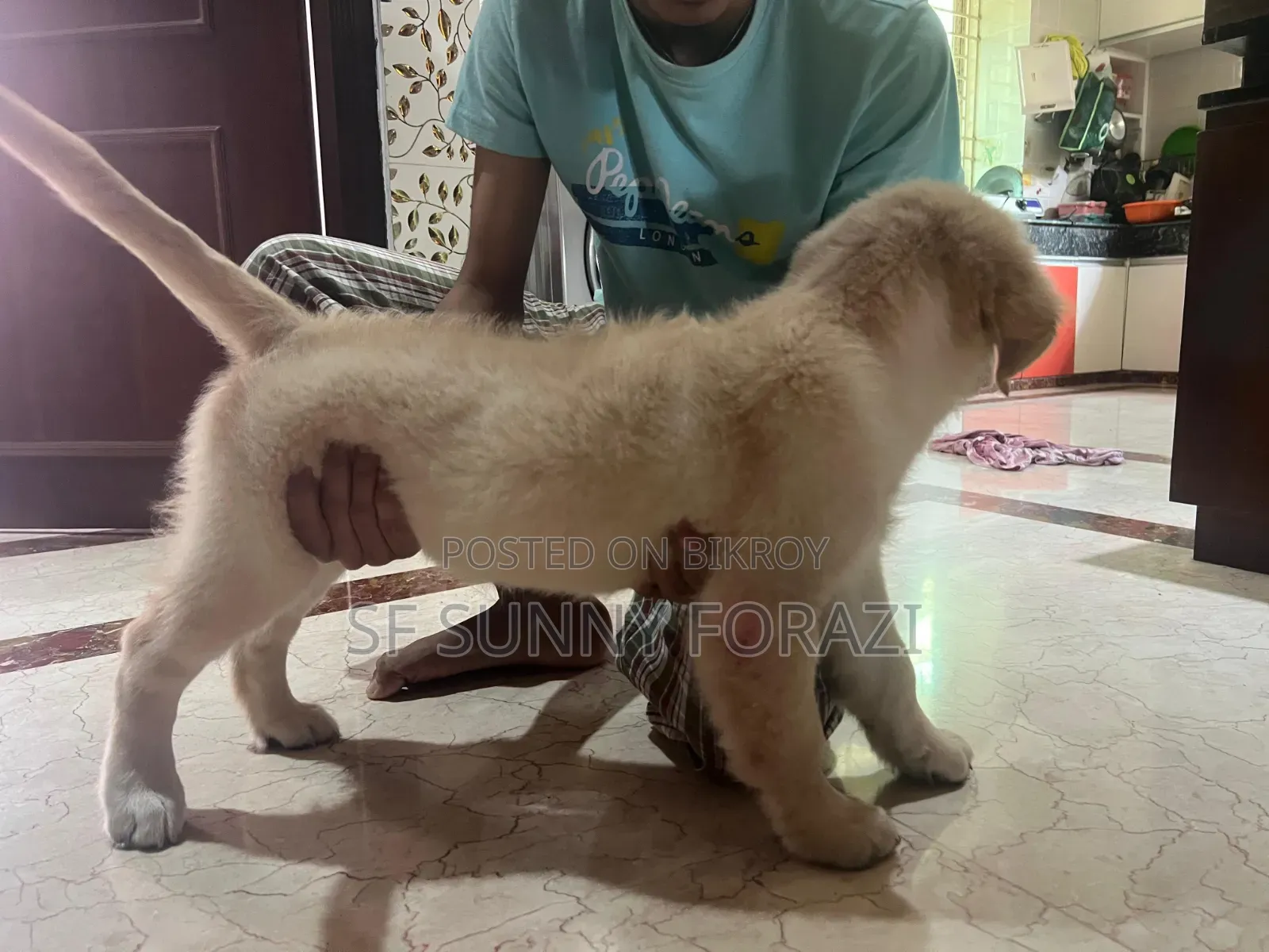 1-3 Months Female Mixed Breed Golden Retriever