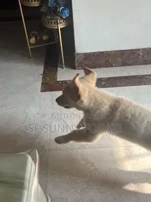 1-3 Months Female Mixed Breed Golden Retriever
