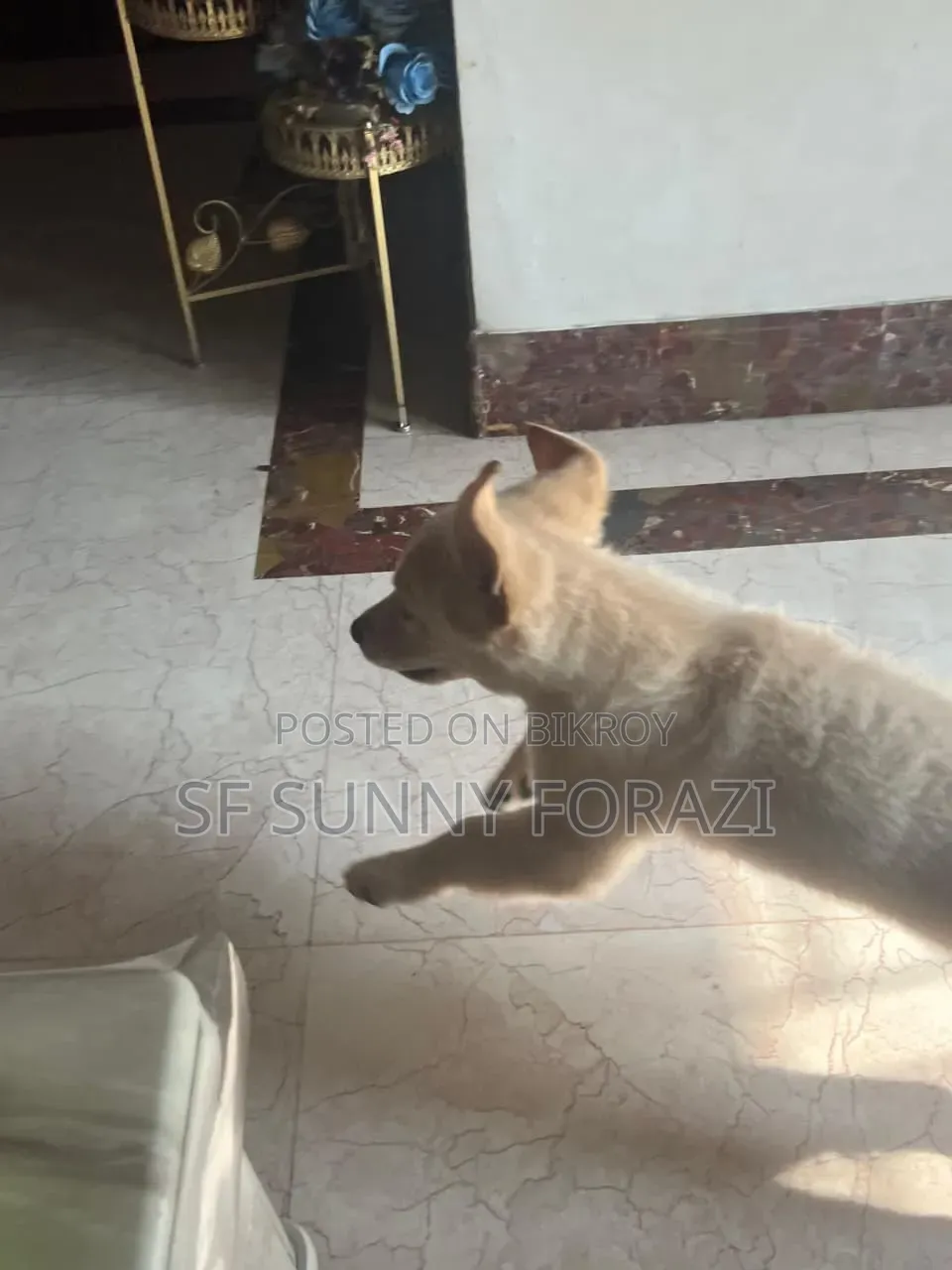 1-3 Months Female Mixed Breed Golden Retriever