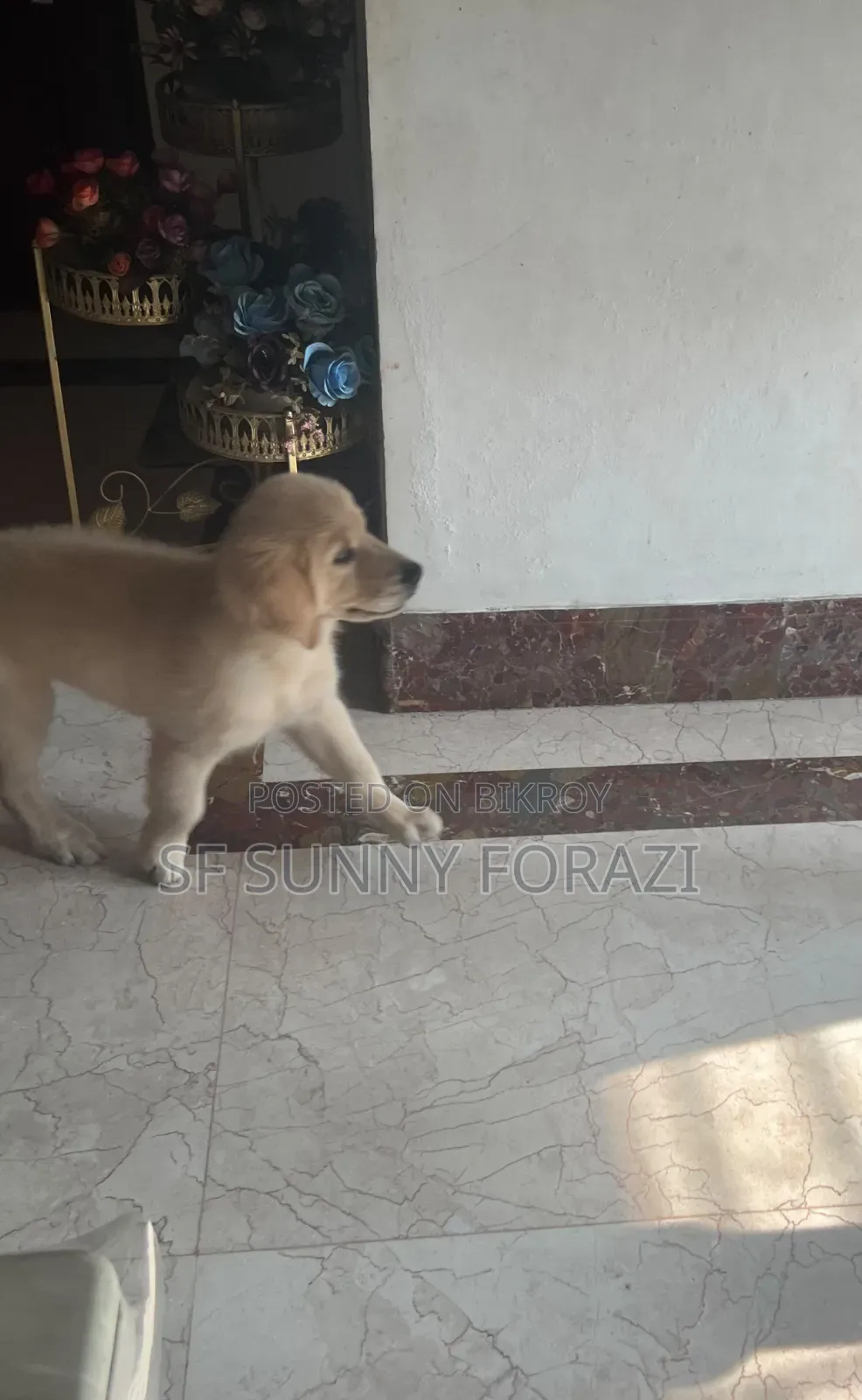1-3 Months Female Mixed Breed Golden Retriever