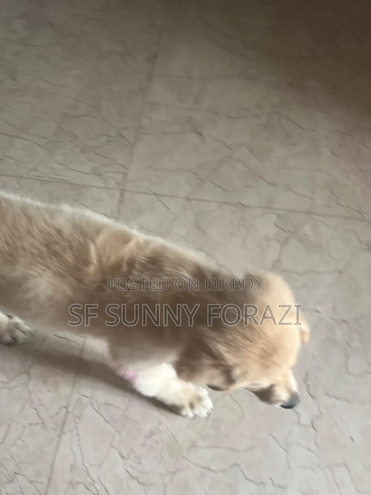 1-3 Months Female Mixed Breed Golden Retriever