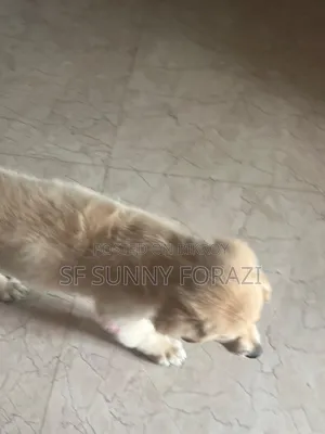 1-3 Months Female Mixed Breed Golden Retriever