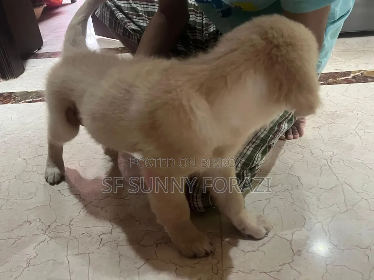 1-3 Months Female Mixed Breed Golden Retriever