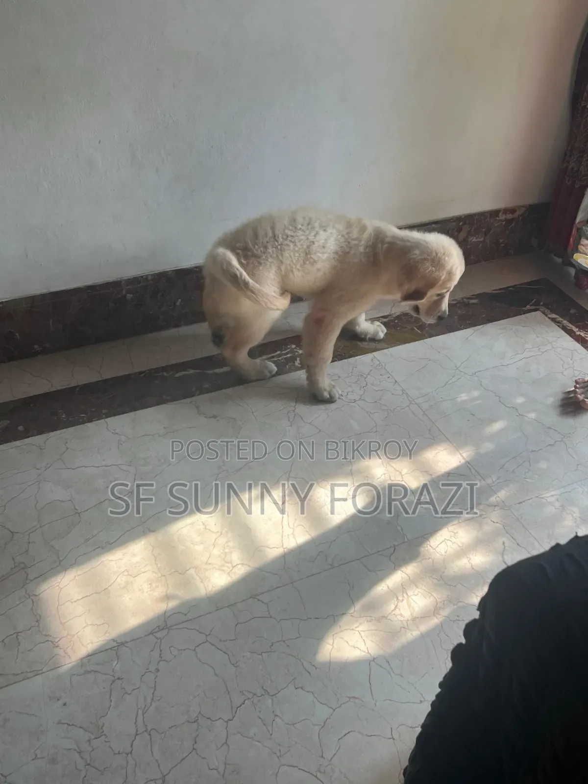 1-3 Months Female Mixed Breed Golden Retriever