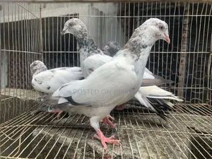Pigeon Baby
