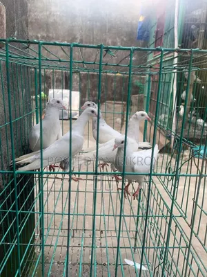 Pigeon Baby