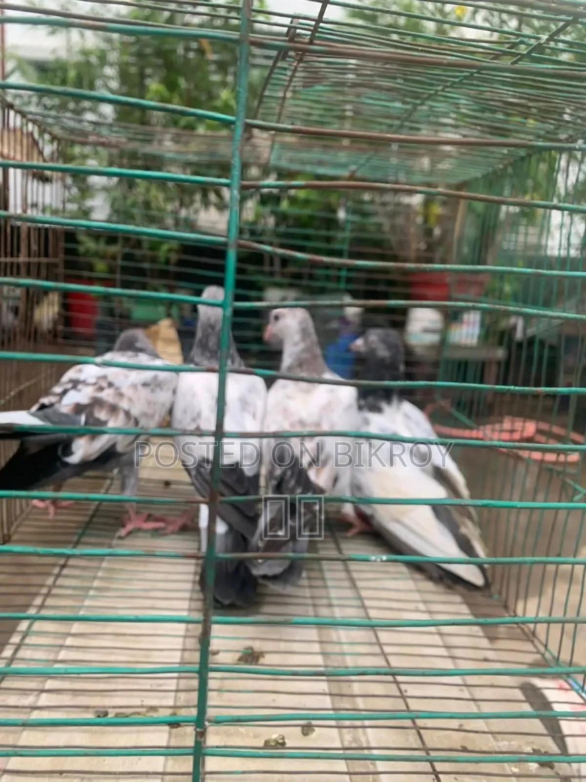 Pigeon Baby