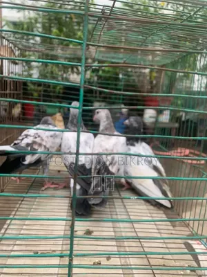 Pigeon Baby