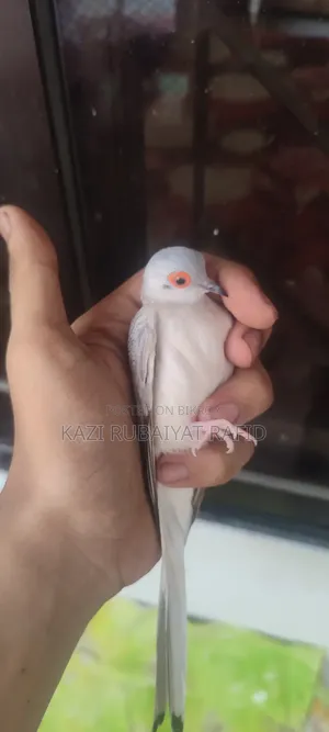 Diamond Dove - female, one piece
